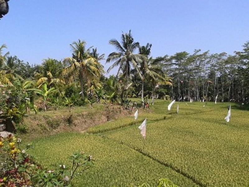 Arjana Bungalows 2 Ubud  Exterior photo